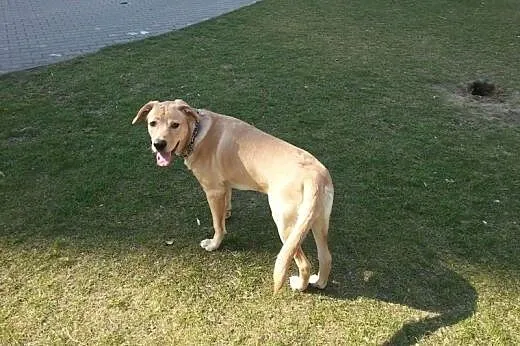 Leoś w typie labradora szuka domu,  mazowieckie Wa