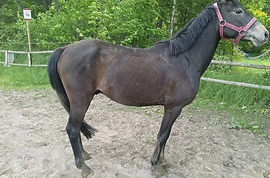 Wicher, , Łubowo