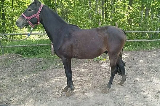 Wicher, , Łubowo