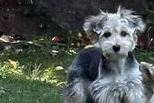 Yorkshire terrier, Kujawsko-pomorskie, Mogilno
