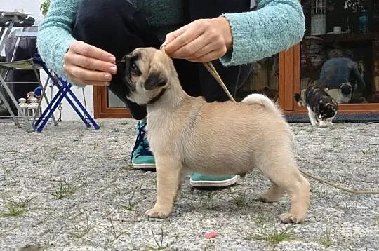 Mops - szczenięta z rodowodem FCI - ZKwP