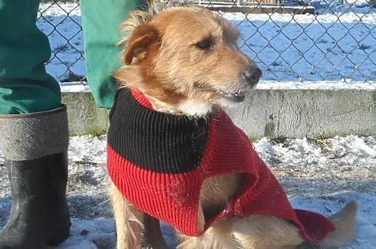 Radosny trójłapek kudłacz Joker ADOPCJA! ŁTOnZ