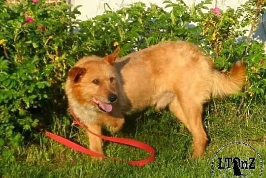 Radosny trójłapek kudłacz Joker ADOPCJA! ŁTOnZ