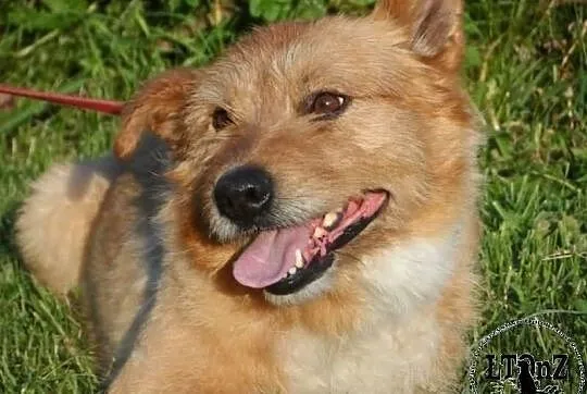 Radosny trójłapek kudłacz Joker ADOPCJA! ŁTOnZ