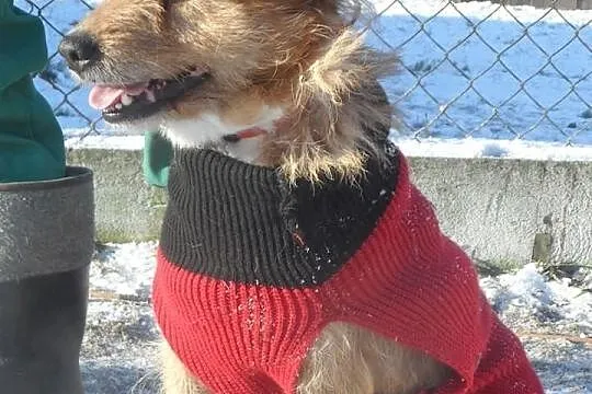 Radosny trójłapek kudłacz Joker ADOPCJA! ŁTOnZ