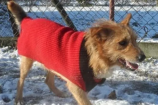 Radosny trójłapek kudłacz Joker ADOPCJA! ŁTOnZ