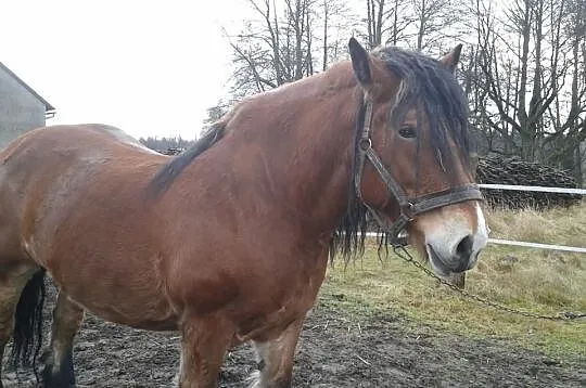 Klacz ze źrebakiem