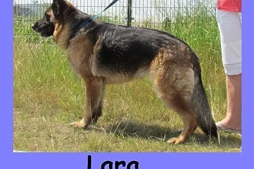 Lara - przytulaśna owczarka szuka domu,  dolnośląskie Wrocław