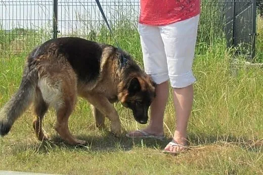 Lara - przytulaśna owczarka szuka domu,  dolnośląs