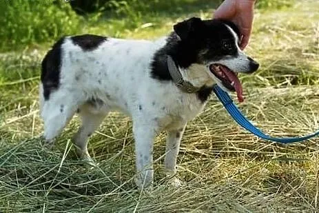 Łatek prawie całe swoje życie czeka w schronisku n