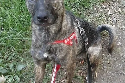 Charlie, skoczny, pełen pozytywnej energii pies szuka domu.,  śląskie Katowice