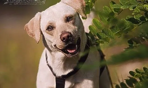 BUDYŃ - roczny LABRADOR mix - czyli ogrom BISZKOP