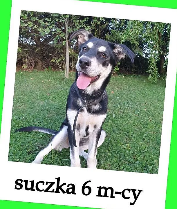 Traci dom tymcz,szczeniak 6 m-cy suczka,docelowo duża,wesoła,przyjazna.ADOPCJA!, Małopolskie, Kraków