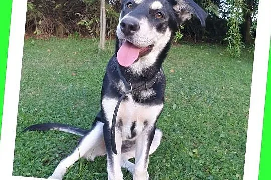 Traci dom tymcz,szczeniak 6 m-cy suczka,docelowo duża,wesoła,przyjazna.ADOPCJA!, Małopolskie, Kraków