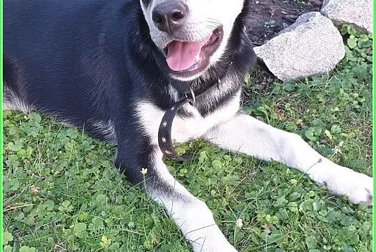 Traci dom tymcz,szczeniak 6 m-cy suczka,docelowo duża,wesoła,przyjazna.ADOPCJA!, Małopolskie, Kraków