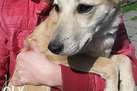 Gucio - drobny roczny psiak do adopcji,  dolnośląskie Wrocław