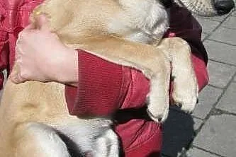 Gucio - drobny roczny psiak do adopcji,  dolnośląs