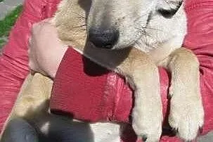 Gucio - drobny roczny psiak do adopcji,  dolnośląs