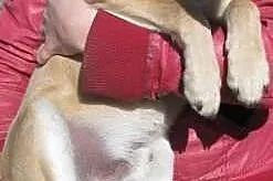 Gucio - drobny roczny psiak do adopcji,  dolnośląs