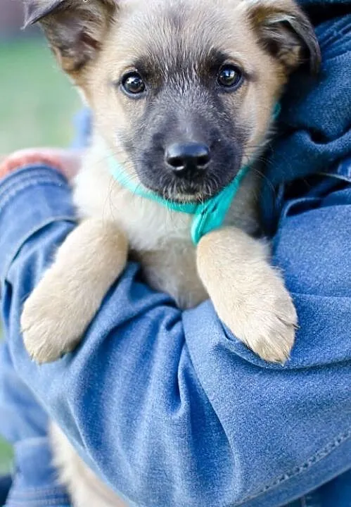 13-tygodniowy Noruś do adopcji, mazowieckie Warsz
