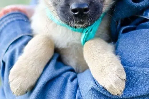 13-tygodniowy Noruś do adopcji,  mazowieckie Warsz