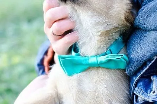 13-tygodniowy Noruś do adopcji,  mazowieckie Warsz