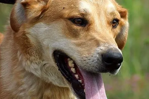 Towarzyski wesołek Dobosz, złoty psiak do adopcji!