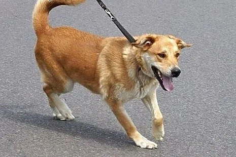 Towarzyski wesołek Dobosz, złoty psiak do adopcji!
