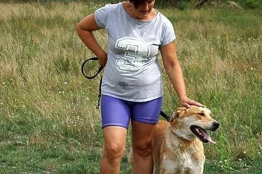 Towarzyski wesołek Dobosz, złoty psiak do adopcji!