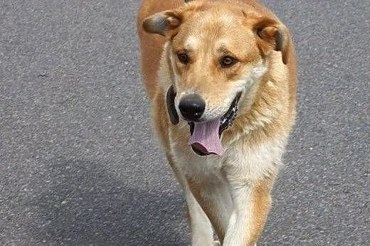 Towarzyski wesołek Dobosz, złoty psiak do adopcji!