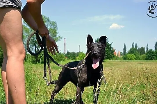 Mała, czarna. Antidotum na zło tego świata.