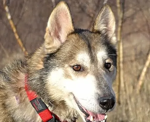 Ira - drobna suczka husky poszukuje domu na zawsze