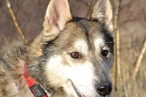 Ira - drobna suczka husky poszukuje domu na zawsze