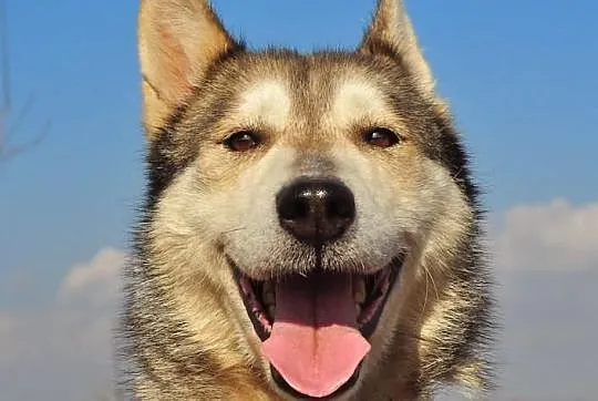 Ira - drobna suczka husky poszukuje domu na zawsze