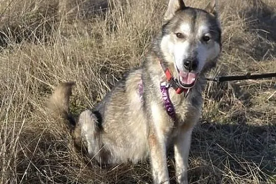 Ira - drobna suczka husky poszukuje domu na zawsze