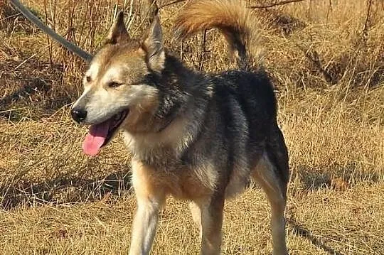 Ira - drobna suczka husky poszukuje domu na zawsze