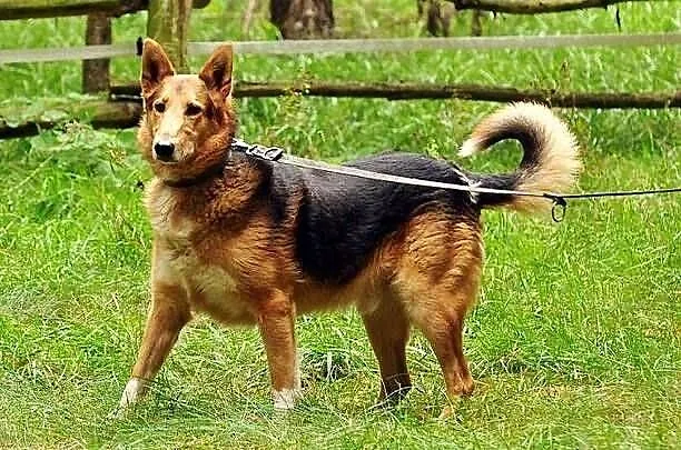 Mix collie czeka na super dom