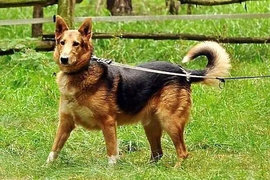 Mix collie czeka na super dom