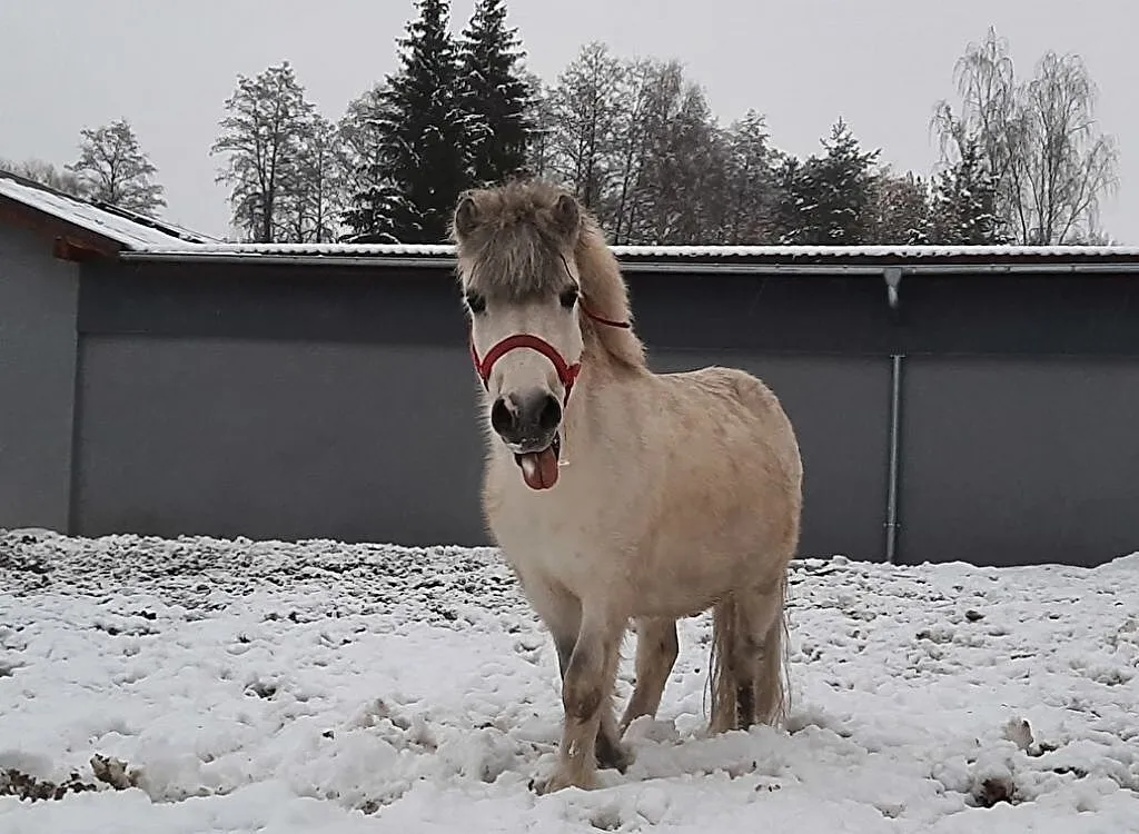 Kupię konia do małego sportu, , Ruda