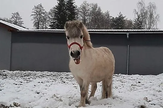 Kupię konia do małego sportu, , Ruda