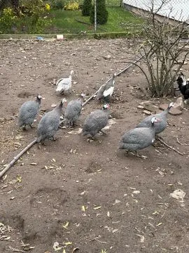 Perliczki w parach tegoroczne zdrowe.