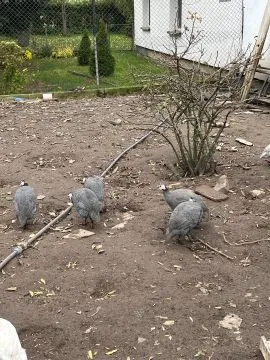 Perliczki w parach tegoroczne zdrowe., , Dębowo