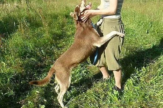 Czoko porzucony po raz drugi, szuka najlepszego do