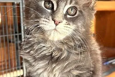 Maine coon, Dolnośląskie, Miękinia