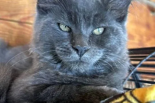 Maine coon, Dolnośląskie, Miękinia