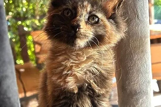 Maine coon, Dolnośląskie, Miękinia