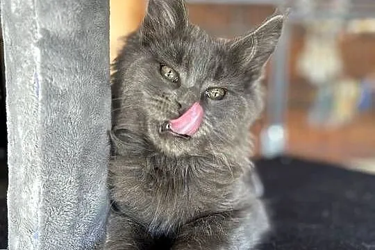 Maine coon, Dolnośląskie, Miękinia