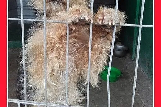 10mies.welsh terier ,przyjazny,wesoły pies DŻOSZ.Adopcja,  dolnośląskie Wrocław