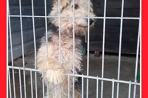 10mies.welsh terier ,przyjazny,wesoły pies DŻOSZ.A