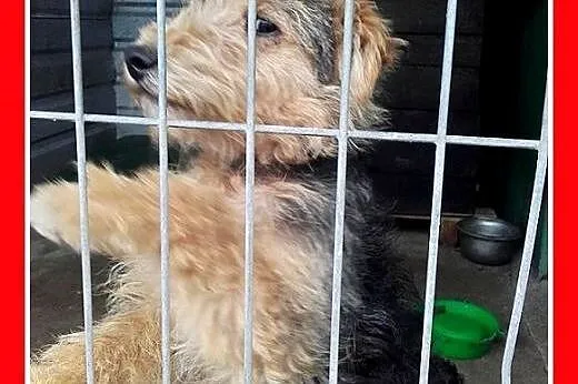10mies.welsh terier ,przyjazny,wesoły pies DŻOSZ.A